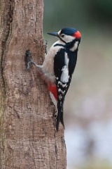 D7C 3870p Grote Bonte Specht